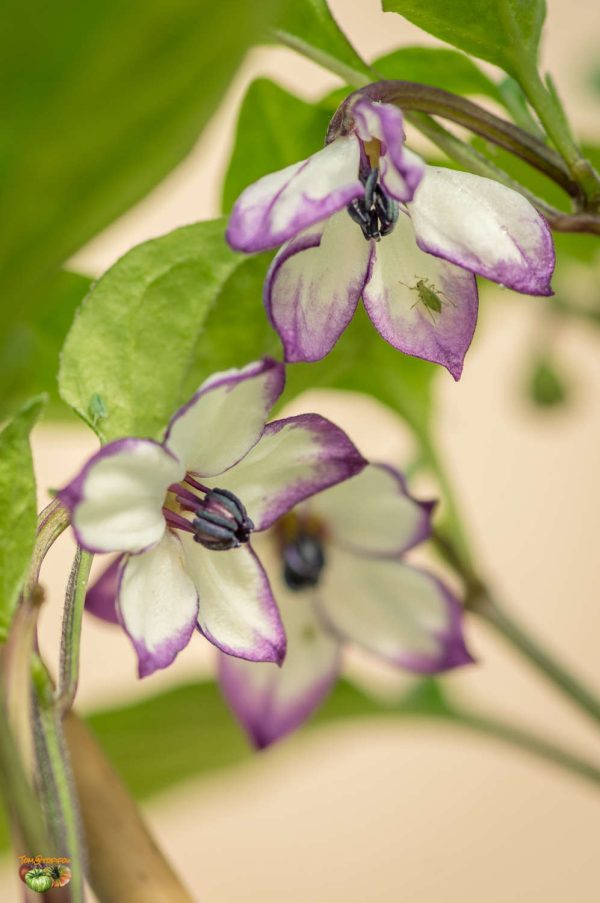 PURPLE UFO – Image 5
