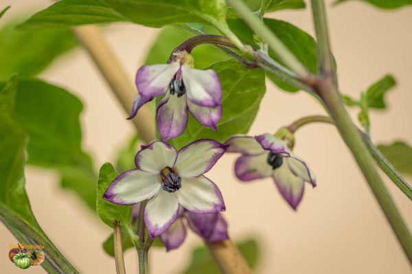 PURPLE UFO – Image 4