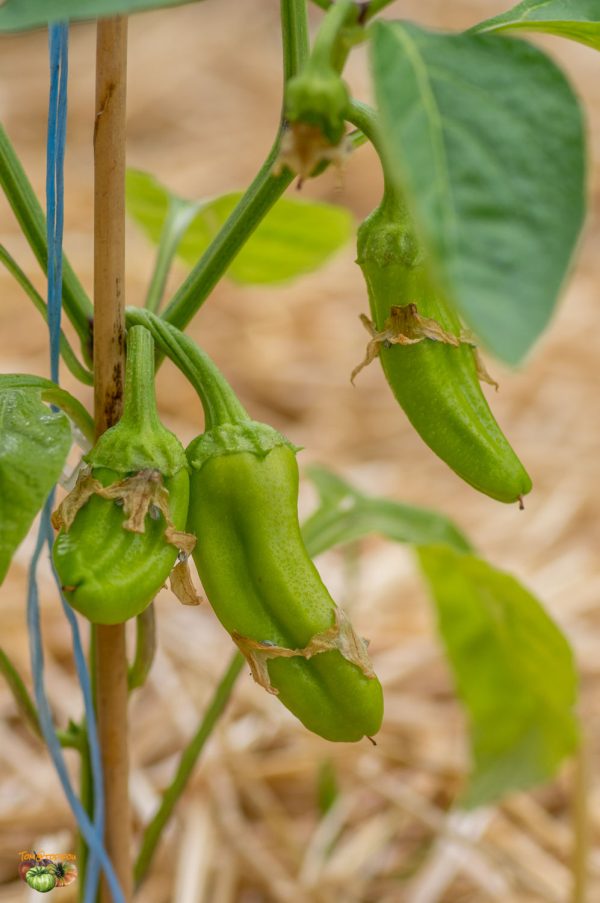 ROS DE MALLORCA – Image 6