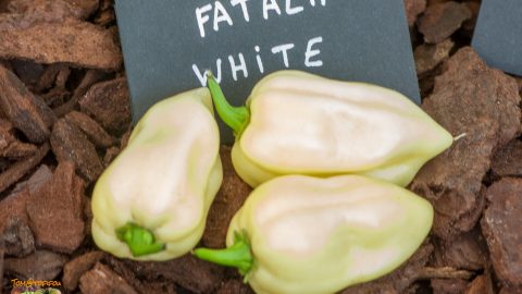 FATALII WHITE
