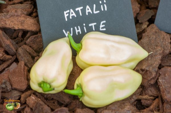 fatali white 27 août 2017 2 2 2
