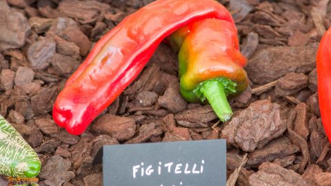 FIGITELLI SICILIA