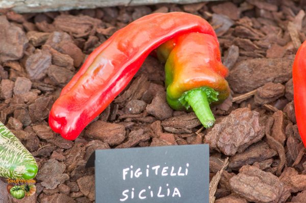 figitelli sicilia 27 août 2017 4 2 2