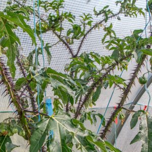 SOLANUM ATROPURPUREUM
