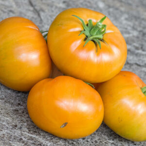cherokee tiger orange dwarf