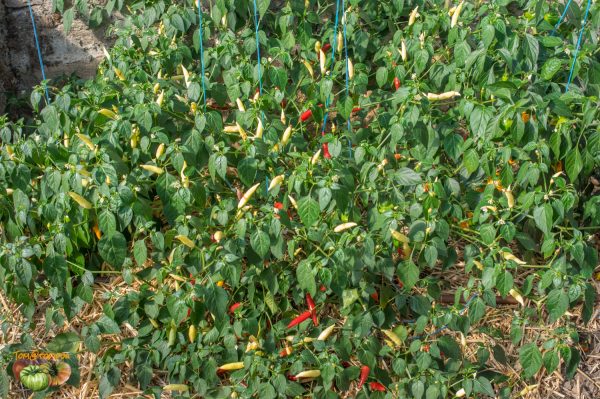 AJI CHALLUARURO - Image 6