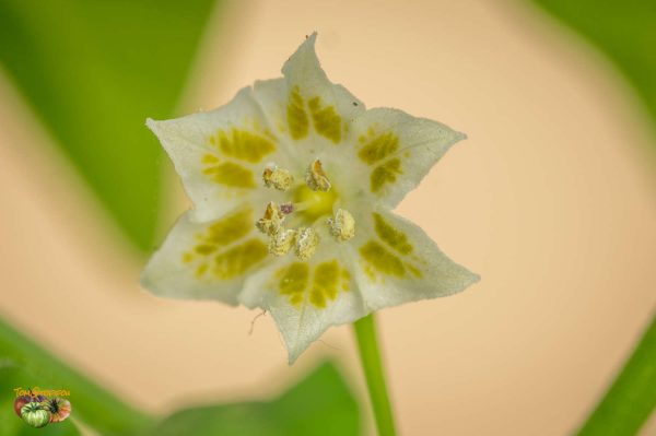 AJI CHALLUARURO - Image 5