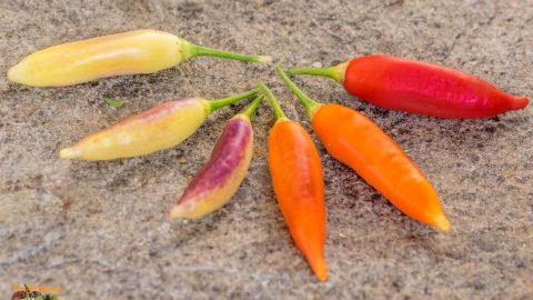 AJI CHALLUARURO