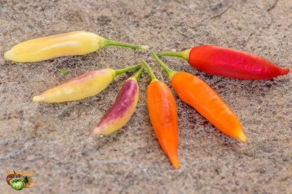 AJI CHALLUARURO