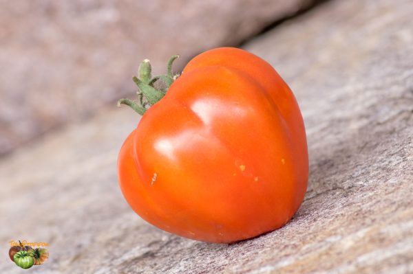 DWARF RED HEART - Image 4