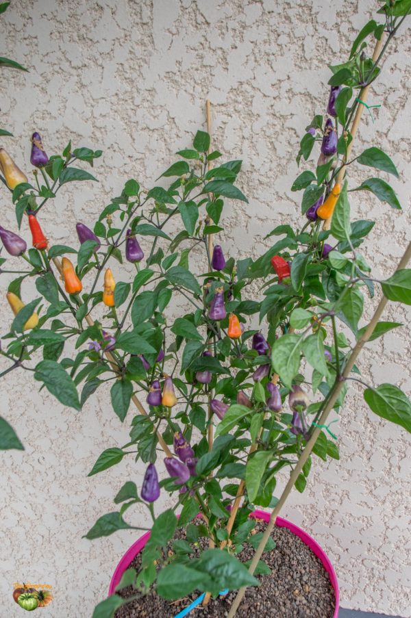ECUADORIAN PURPLE - Image 5