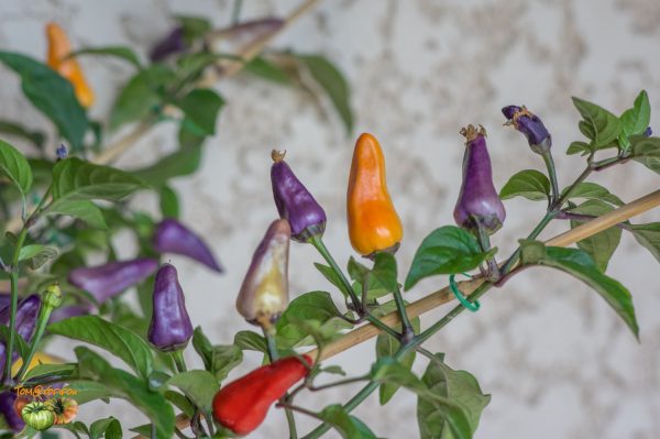 ECUADORIAN PURPLE - Image 3