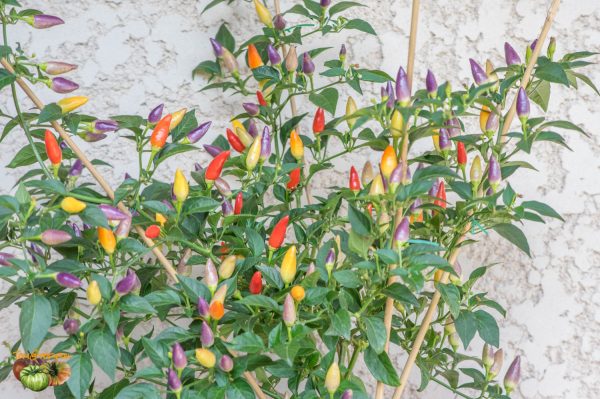 ECUADORIAN PURPLE - Image 4