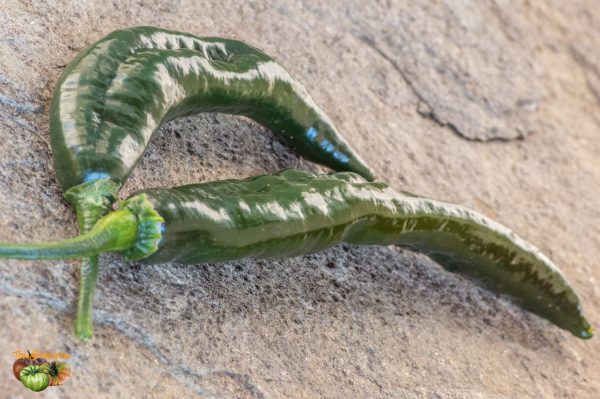 PASILLA BAJIO