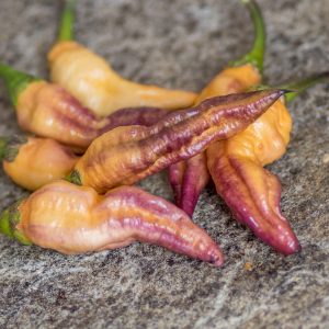 peachgum tiger v3 21 septembre 2018 5