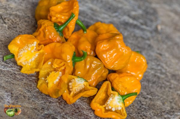 YELLOW MUSHROOM - Image 4