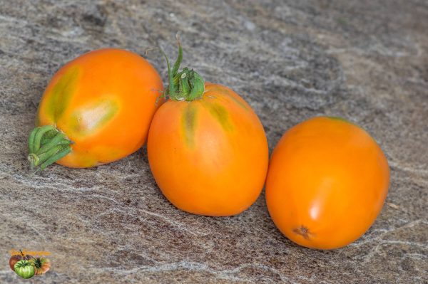PERZEVIDNIY ORANGEVIY - Image 3