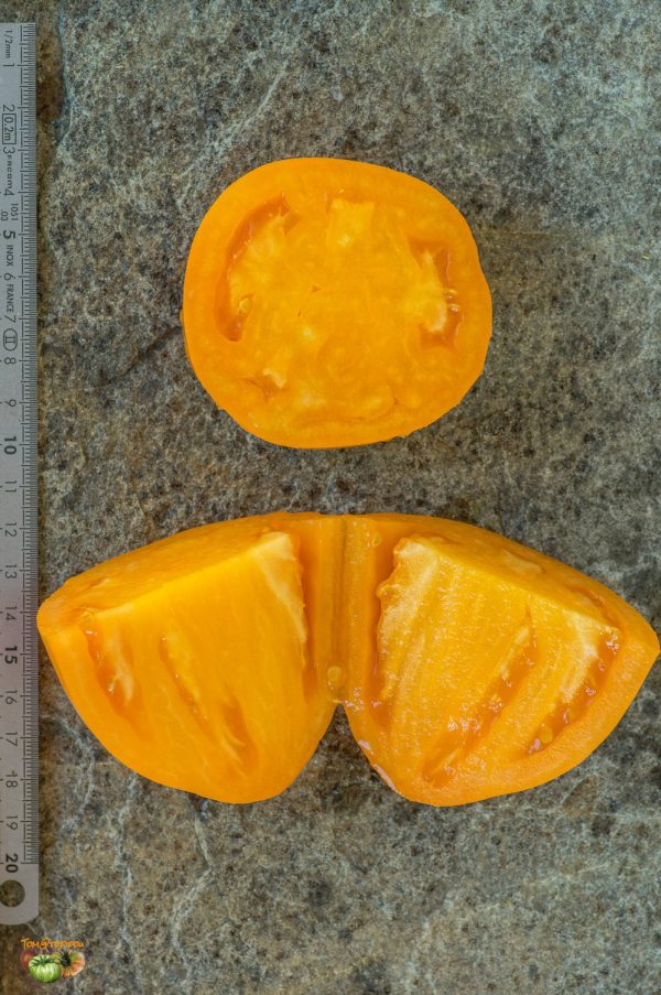 PERZEVIDNIY ORANGEVIY - Image 5