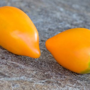 PERZEVIDNIY ORANGEVIY