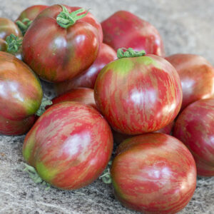 cherokee tiger purple striped