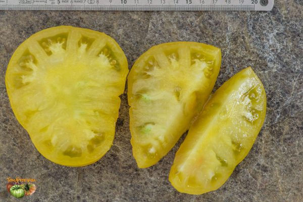 DWARF EGYPT YELLOW – Image 6