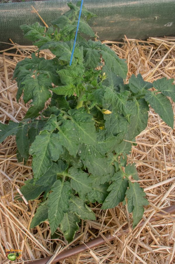 DWARF ROSELLA GIANT - Image 8