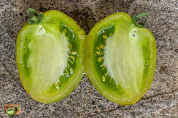 DWARF SAUCY MARY - Image 8