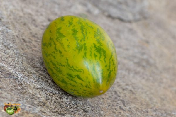 DWARF SAUCY MARY - Image 5