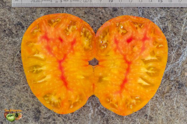 SOLAR FLARE YELLOW STRAIN - Image 6