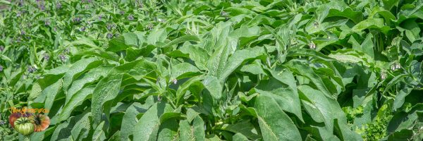 La Consoude Officinale