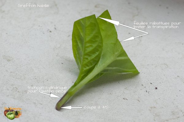 transplant dressing