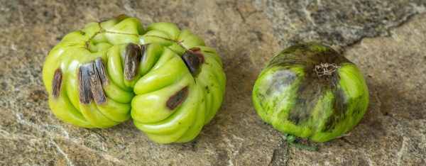 Carences et désordres nutritionnels chez la tomate