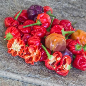 PUMPKIN CHILLI