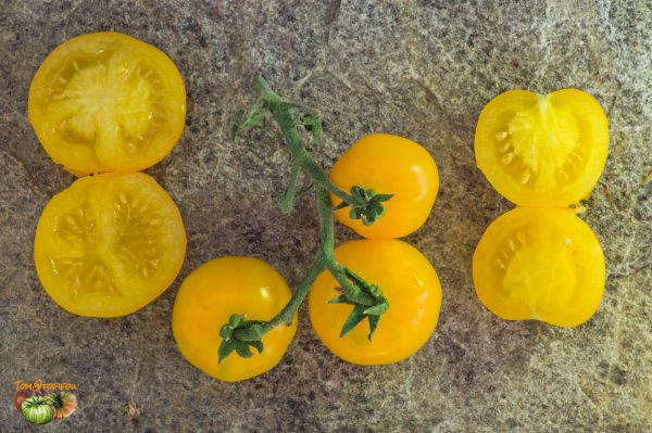 DWARF GALEN'S YELLOW – Image 6
