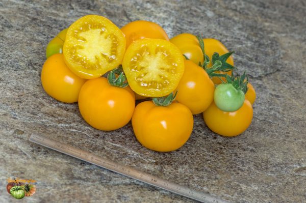 DWARF GALEN'S YELLOW