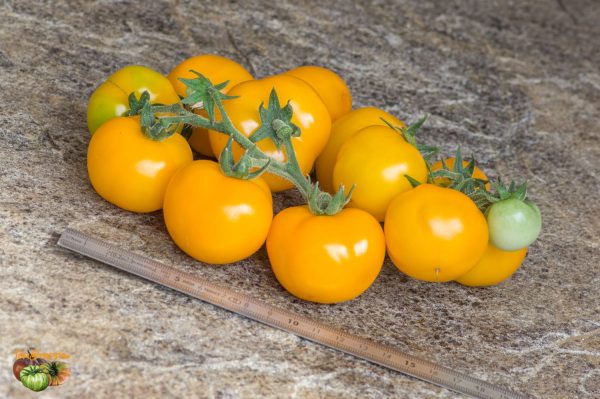 DWARF GALEN'S YELLOW – Image 3