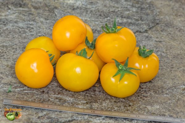 DWARF GALEN'S YELLOW – Image 4