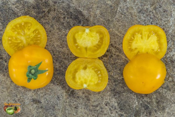 DWARF GALEN'S YELLOW – Image 5