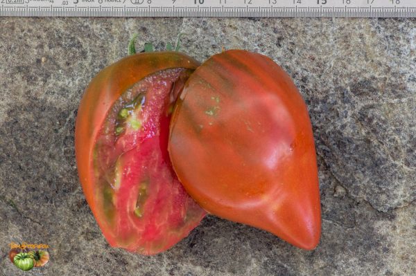 LINNAEUS HEART - Image 8
