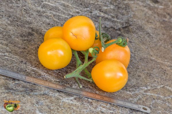 DWARF SUNNY'S PEAR – Image 3