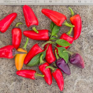 JALAPENO MULTICOLOR