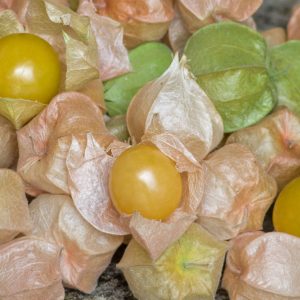 PHYSALIS