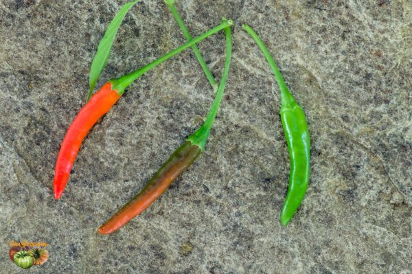 PIMENT OISEAU - BIRD CHILI - Image 3