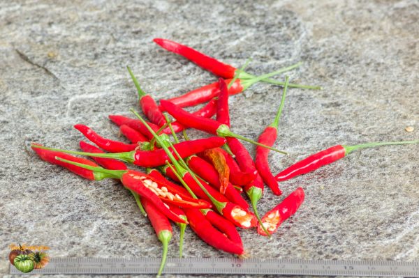 PIMENT OISEAU - BIRD CHILI