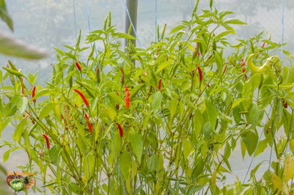 PIMENT OISEAU - BIRD CHILI - Image 5