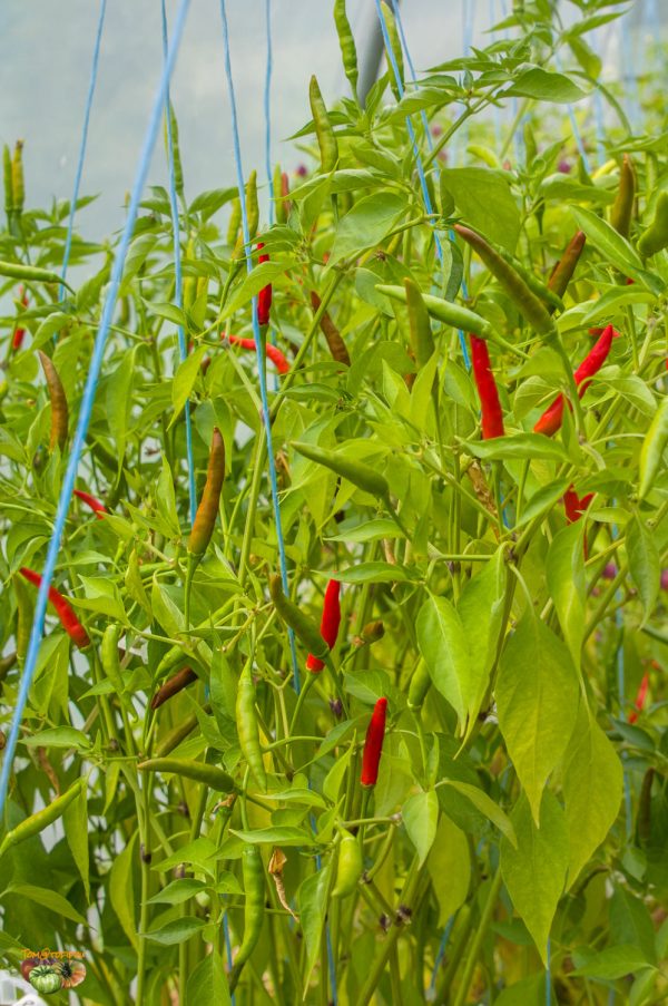 PIMENT OISEAU - BIRD CHILI - Image 4