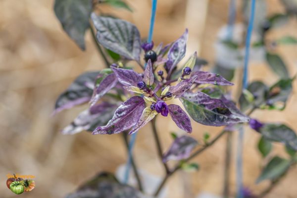 PURPLE FLASH - Image 4