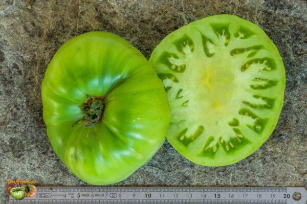 CHEROKEE LIME - Image 4
