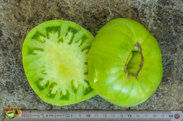 CHEROKEE LIME - Image 5