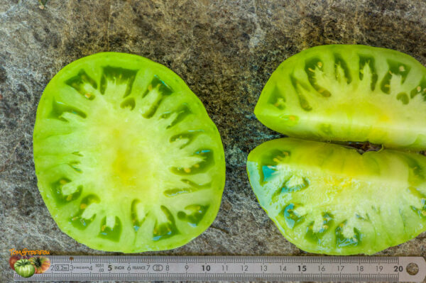 CHEROKEE LIME - Image 6
